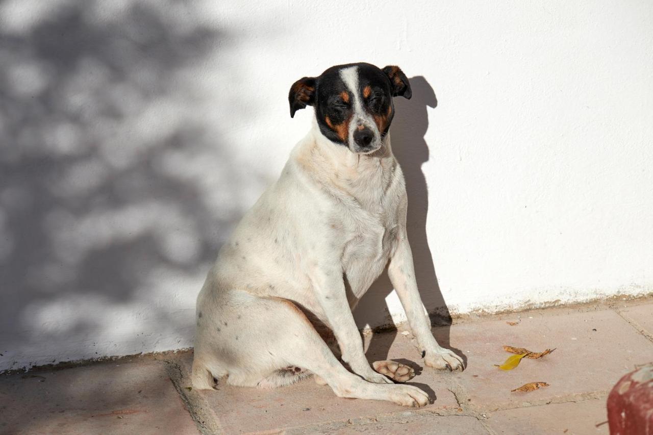 El Molino Estepona Exteriör bild